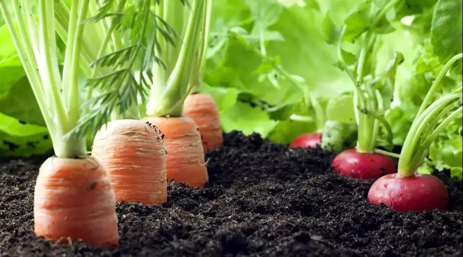 過量施化肥對土壤會造成什么后果?